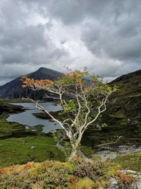 Plants growing on land against sky