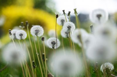 Close-up of white dandelion flowers on field