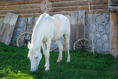 White horse in field