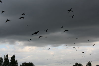 Flock of silhouette birds flying against cloudy sky