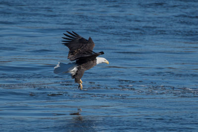 Bird flying over lake