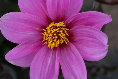 Close-up of pink flower blooming at park