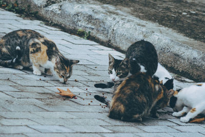 Cats eating on footpath