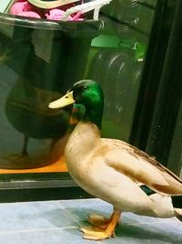 Close-up of mallard duck
