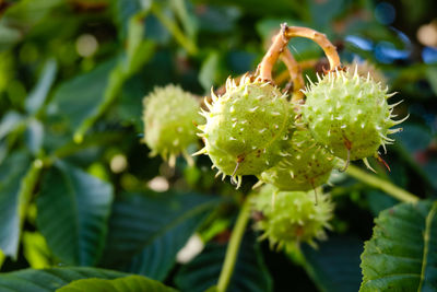 Close-up of flowering plant