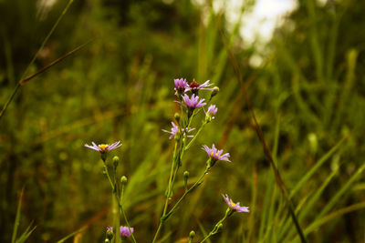 Close-up of purple flowers