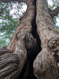 Low angle view of tree trunk