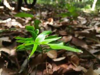 High angle view of plant growing on field