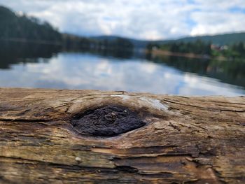 Close-up of tree trunk