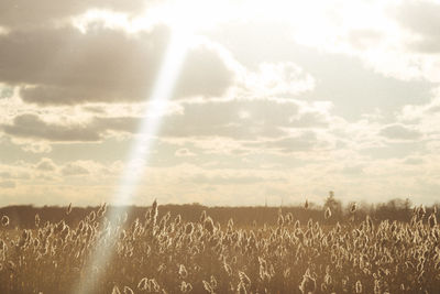 Scenic view of wheat field against sky