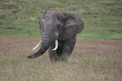 Closeup portrait of a wild elephant loxodonta africana with tusks in ngorongoro crater, tanzania.