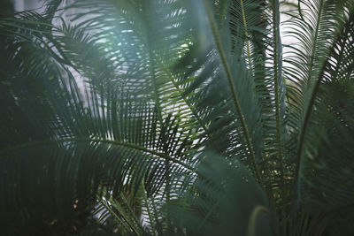 Close-up of fresh plants in water