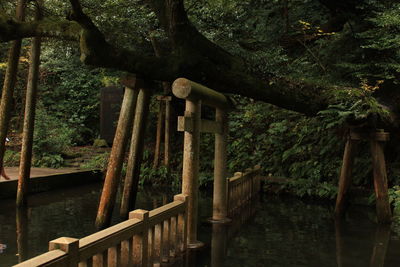 Wooden bridge in forest