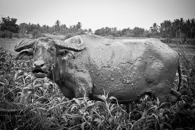 Water buffalo on grass against sky