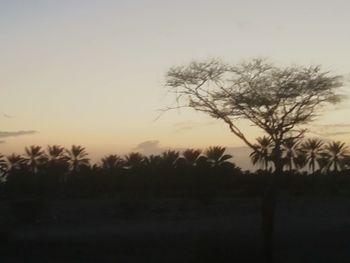 Silhouette trees on field against sky at sunset