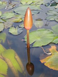 Close-up of lotus water lily in lake