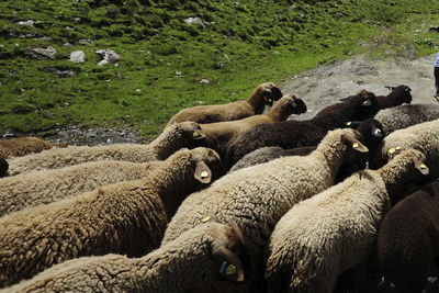 Sheep in a field