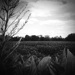 Trees on field against cloudy sky