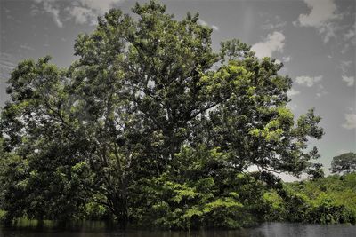 Trees by river against sky