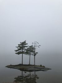 Tree by sea against sky