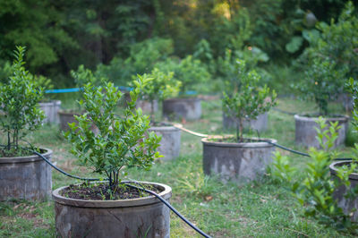 Potted plants in garden