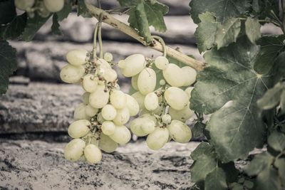 Close-up of grapes