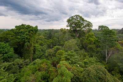 Plants and trees in forest against sky