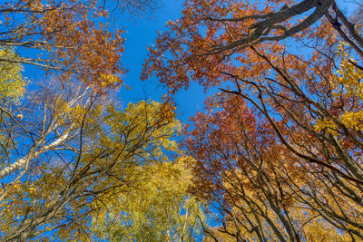 Low angle view of trees against blue sky