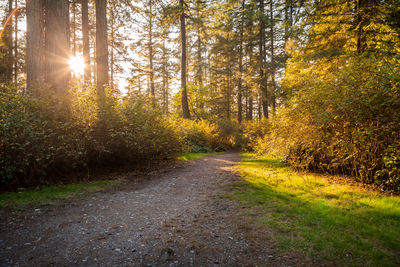 Road amidst trees in forest during autumn