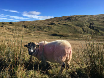 Cow standing on field against sky