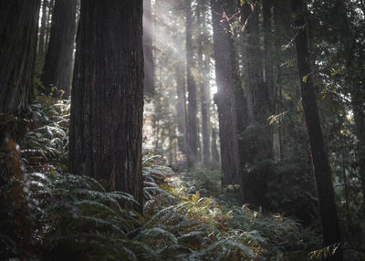 Trees in forest