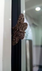 Close up of plant against blurred background