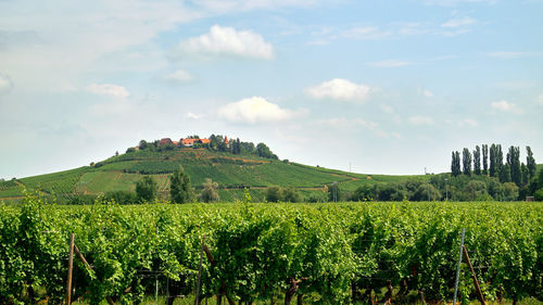 Scenic view of vineyard against sky