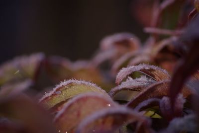 Close-up of flowering plant against black background