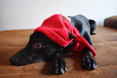Close-up of dog relaxing on floor at home