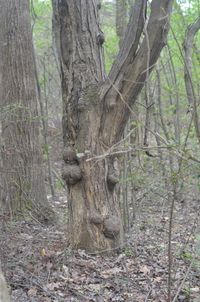 Trees in forest