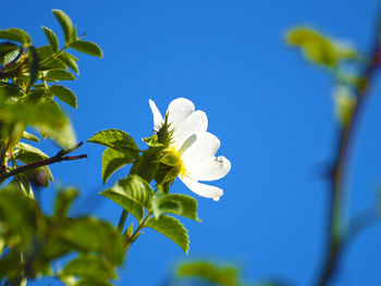 Low angle view of flowers against blue sky