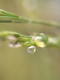 Close-up of water drops on leaf