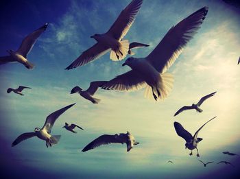 Low angle view of birds flying in sky