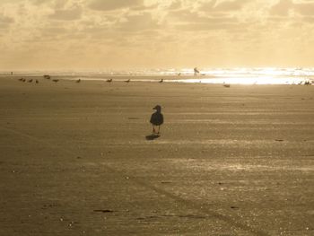 Rear view of man on beach against sky