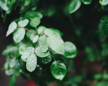 Close-up of plant