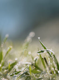 Close-up of wet plant on field