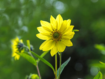 Closeup of a lovely yellow narrow-leaves sunflower, helianthus angustifolius, in a sunny garden