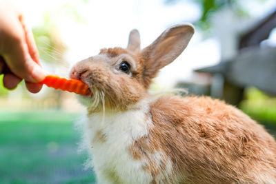 Close-up of rabbit