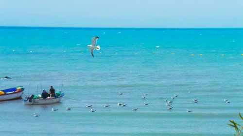 Birds flying over sea
