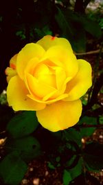 Close-up of yellow rose blooming outdoors