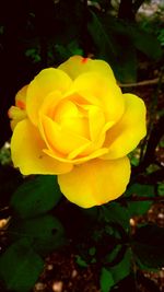 Close-up of yellow rose blooming outdoors