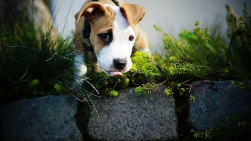 Close-up of dog on grass