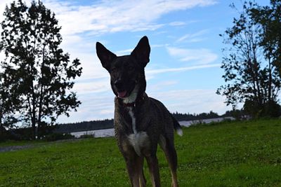 Dog standing on grassy field