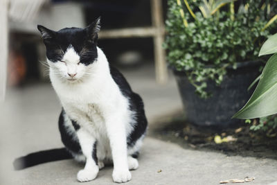 Cat sitting outdoors